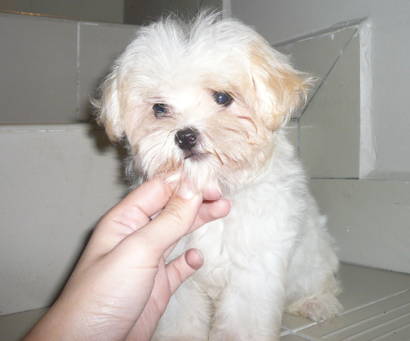local puppies for sale breed maltese malaysia and puppy portal local puppies for sale breed maltese malaysia and puppy portal