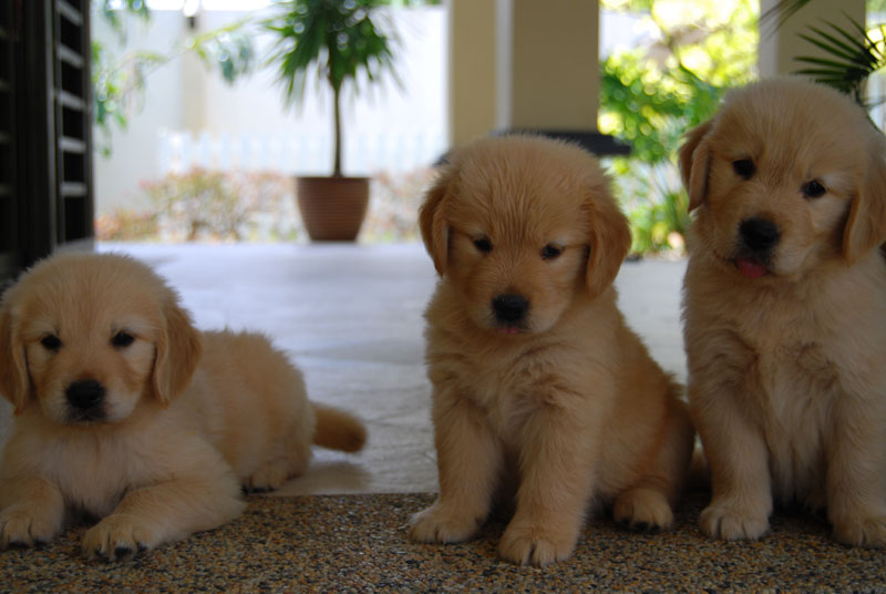 local golden retriever puppies for sale malaysia and puppy portal commercial puppies for sale local quality local golden retriever puppies for sale malaysia and puppy portal commercial puppies for sale local quality