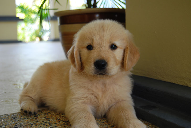 local golden retriever puppies for sale malaysia and puppy portal commercial puppies for sale local quality local golden retriever puppies for sale malaysia and puppy portal commercial puppies for sale local quality