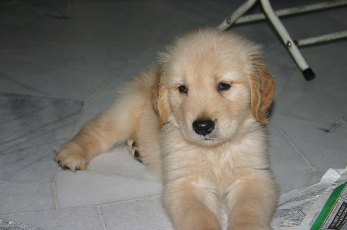 local golden retriever breeders malaysia and puppy portal commercial puppies for sale local home bred local golden retriever breeders malaysia and puppy portal commercial puppies for sale local home bred