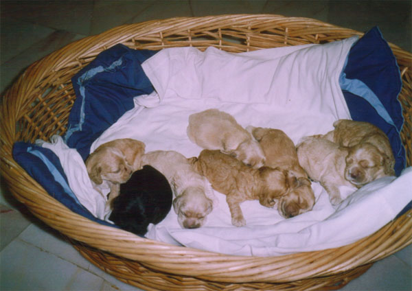 American cocker spaniel puppies for sale in michigan