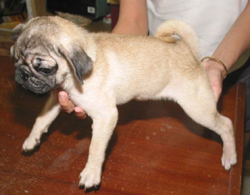 local pug breeders malaysia and puppy portal commercial puppies for sale local pug puppies local pug breeders malaysia and puppy portal commercial puppies for sale local pug puppies