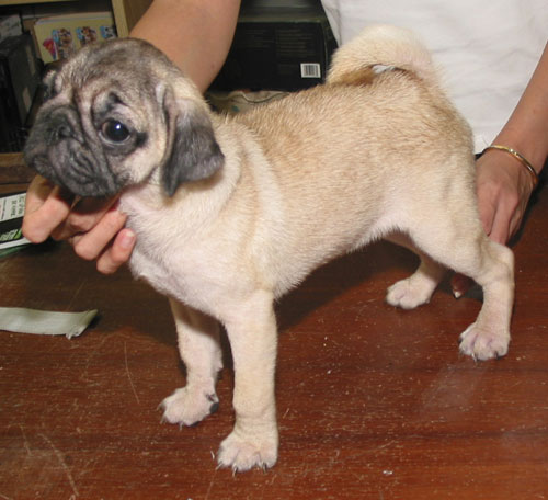 local pug breeders malaysia and puppy portal commercial puppies for sale local pug puppies local pug breeders malaysia and puppy portal commercial puppies for sale local pug puppies