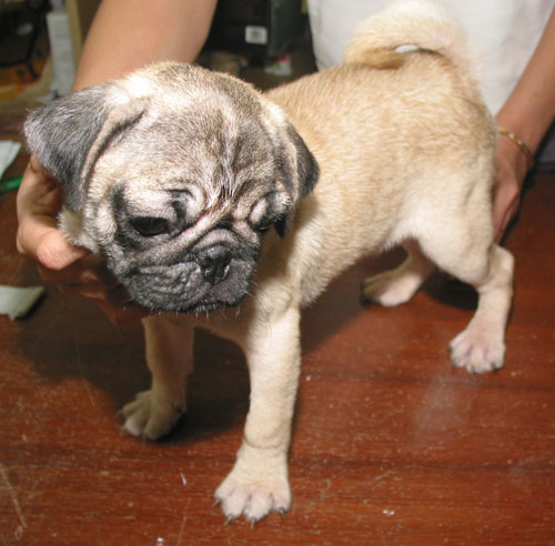 local pug puppies for sale malaysia and puppy portal commercial puppies for sale local pug puppies local pug puppies for sale malaysia and puppy portal commercial puppies for sale local pug puppies