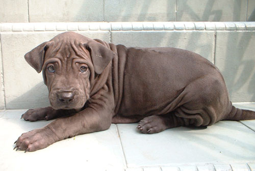 thai ridgeback puppies for sale malaysia and puppy portal commercial puppies for sale local thai thai ridgeback puppies for sale malaysia and puppy portal commercial puppies for sale local thai