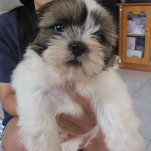 Hush Puppies Dog For Sale In Malaysia Hush Puppies Dog For Sale In Malaysia