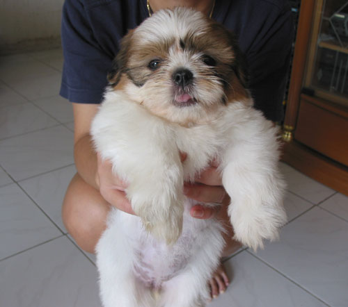 my shih tzu puppy growls at me malaysia and puppy portal commercial puppies for sale local healthy my shih tzu puppy growls at me malaysia and puppy portal commercial puppies for sale local healthy