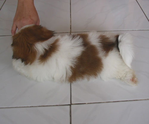my shih tzu puppy growls at me malaysia and puppy portal commercial puppies for sale local healthy my shih tzu puppy growls at me malaysia and puppy portal commercial puppies for sale local healthy