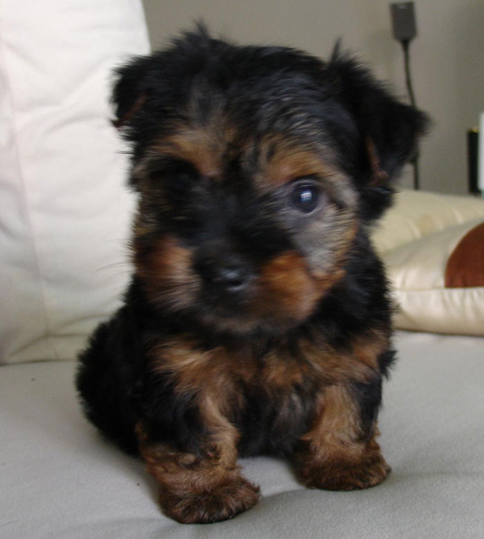 silky terrier puppies for sale malaysia and puppy portal commercial puppies for sale local silky silky terrier puppies for sale malaysia and puppy portal commercial puppies for sale local silky