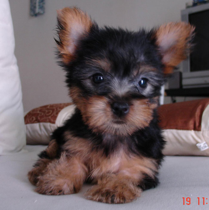 silky terrier puppies for sale malaysia and puppy portal commercial puppies for sale local silky silky terrier puppies for sale malaysia and puppy portal commercial puppies for sale local silky