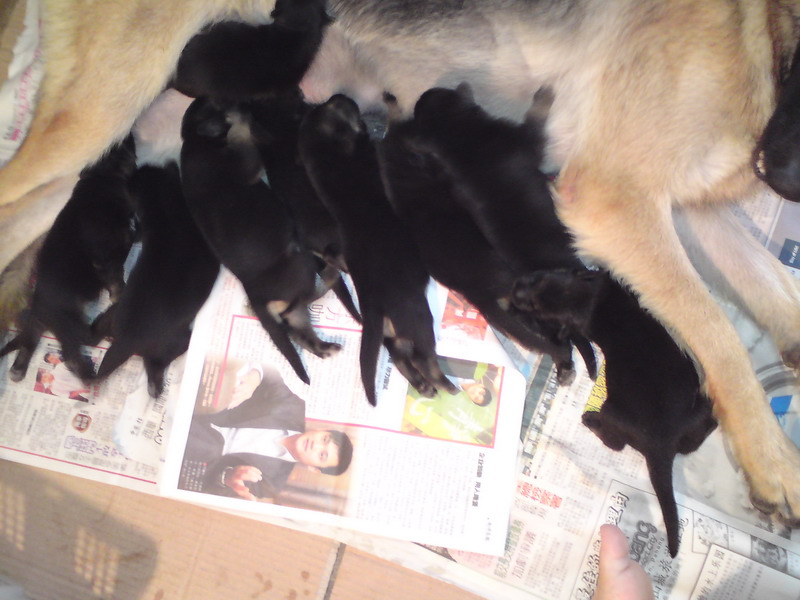 local german shepherd puppies for sale malaysia and puppy portal commercial puppies for sale local german local german shepherd puppies for sale malaysia and puppy portal commercial puppies for sale local german