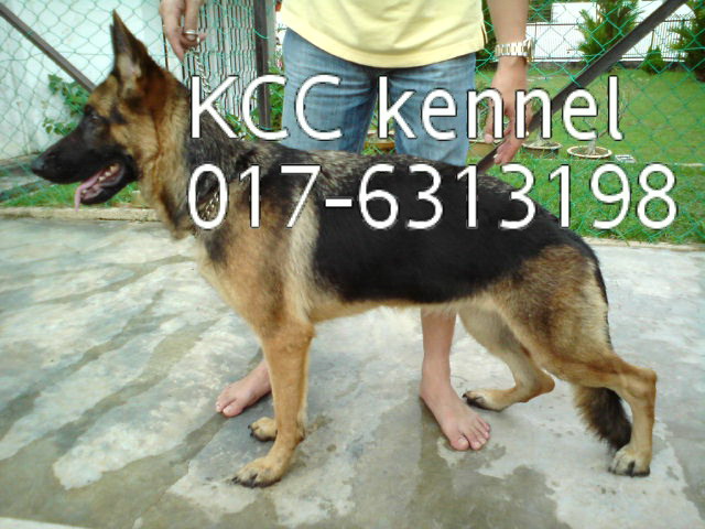 local german shepherd puppies for sale malaysia and puppy portal commercial puppies for sale local german local german shepherd puppies for sale malaysia and puppy portal commercial puppies for sale local german