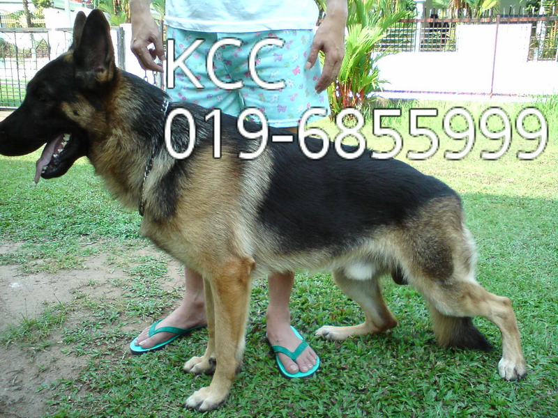local german shepherd puppies for sale malaysia and puppy portal commercial puppies for sale local german local german shepherd puppies for sale malaysia and puppy portal commercial puppies for sale local german