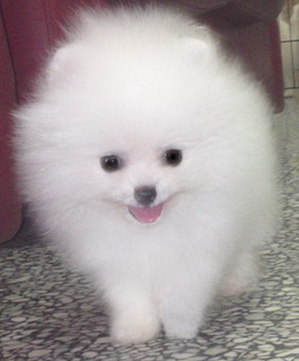 white pomeranian puppies for sale puppies for sale local white pomeranian puppy parents m5x eu white pomeranian puppies for sale puppies for sale local white pomeranian puppy parents m5x eu