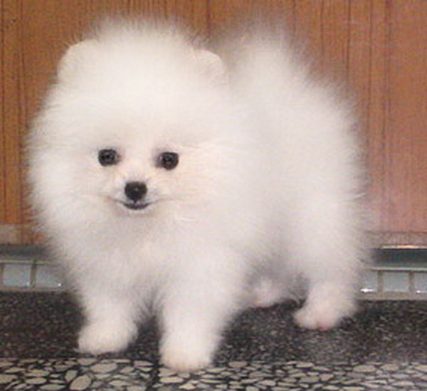 fluffy pomeranian puppies for sale uk white pomeranian puppies for sale uk fluffy pomeranian puppies for sale uk white pomeranian puppies for sale uk