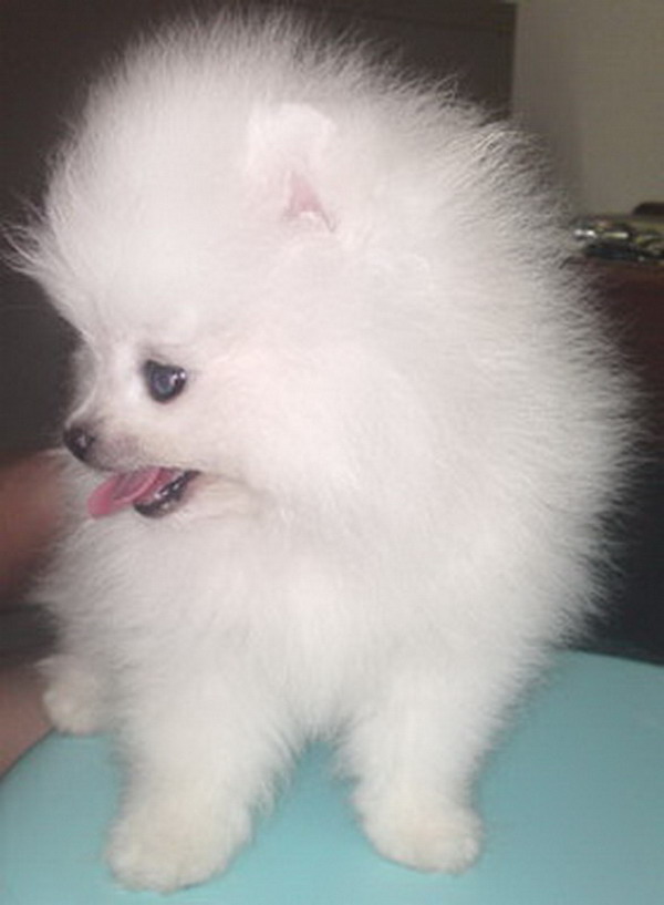 local pomeranians for sale malaysia and puppy portal commercial puppies for sale local white local pomeranians for sale malaysia and puppy portal commercial puppies for sale local white