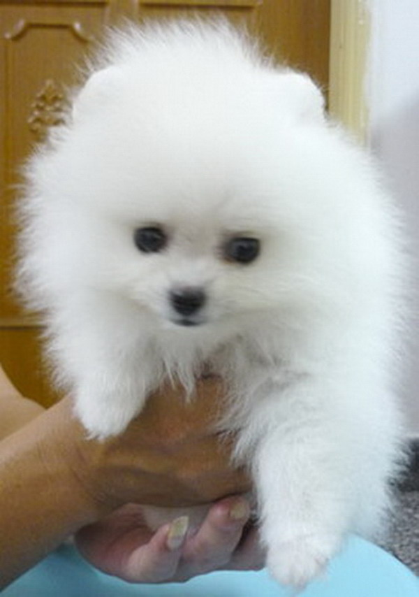 local pomeranians for sale malaysia and puppy portal commercial puppies for sale local white local pomeranians for sale malaysia and puppy portal commercial puppies for sale local white