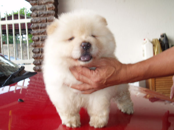 pomeranian chow chow pom chow quotes pomeranian chow chow pom chow quotes
