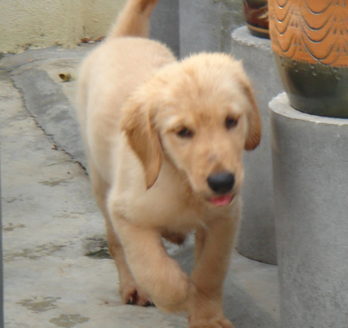 golden retriever malaysia golden retriever for sale malaysia photo golden retriever malaysia golden retriever for sale malaysia photo