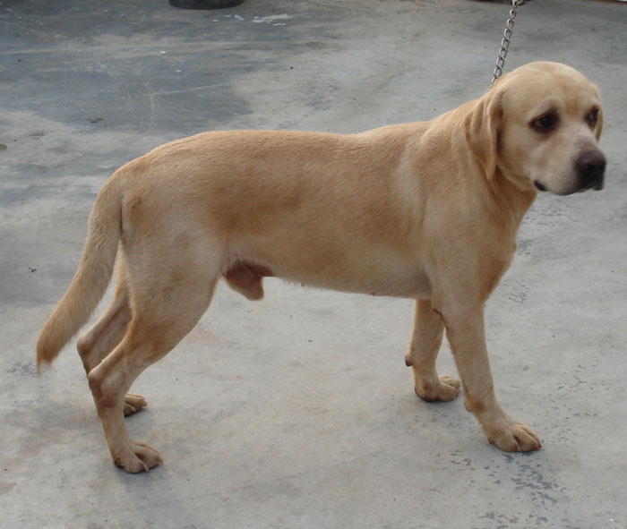 local golden retriever puppies for sale malaysia and puppy portal commercial puppies for sale local golden local golden retriever puppies for sale malaysia and puppy portal commercial puppies for sale local golden