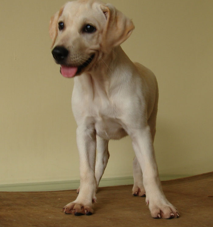 local golden retriever puppies for sale malaysia and puppy portal commercial puppies for sale local golden local golden retriever puppies for sale malaysia and puppy portal commercial puppies for sale local golden