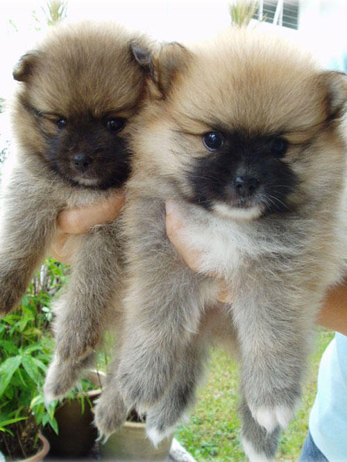pomeranian puppies in nc pomeranian 19breeders local breeders puppies for auto design tech pomeranian puppies in nc pomeranian 19breeders local breeders puppies for auto design tech