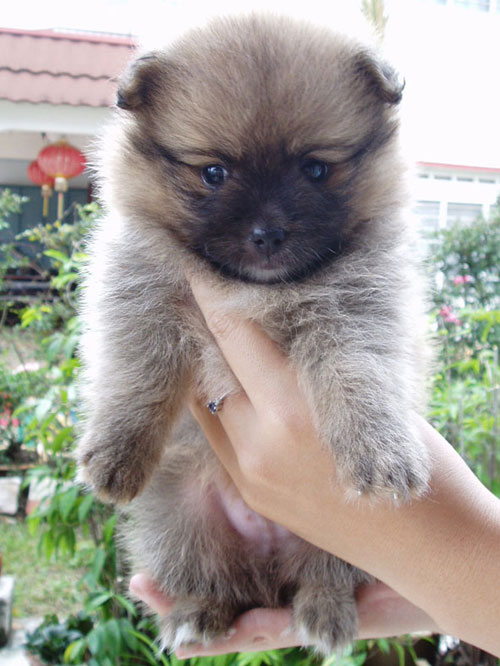 local puppies for sale pomeranian for sale local puppy breeders with pomeranian local puppies for sale pomeranian for sale local puppy breeders with pomeranian