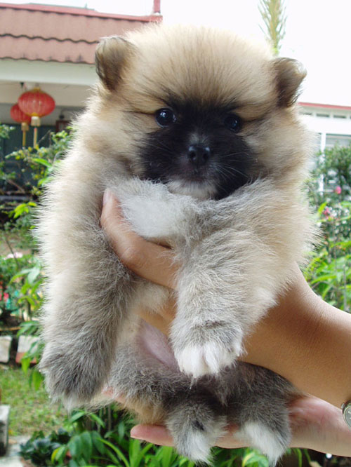 local pomeranians for sale pomeranian for sale local puppy breeders with pomeranian puppies breeds picture local pomeranians for sale pomeranian for sale local puppy breeders with pomeranian puppies breeds picture