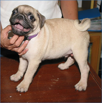 local pug puppies for sale malaysia and puppy portal commercial puppies for sale local quality local pug puppies for sale malaysia and puppy portal commercial puppies for sale local quality