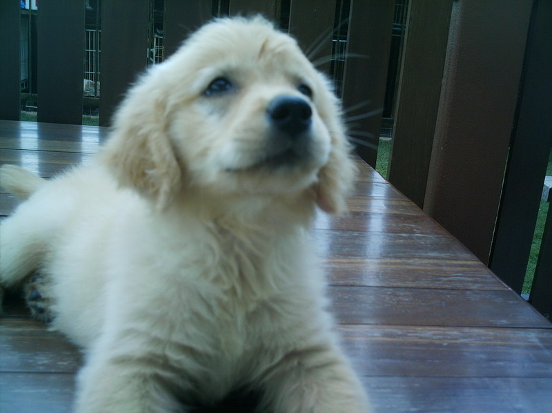 local golden retriever breeders malaysia and puppy portal commercial puppies for sale local golden local golden retriever breeders malaysia and puppy portal commercial puppies for sale local golden