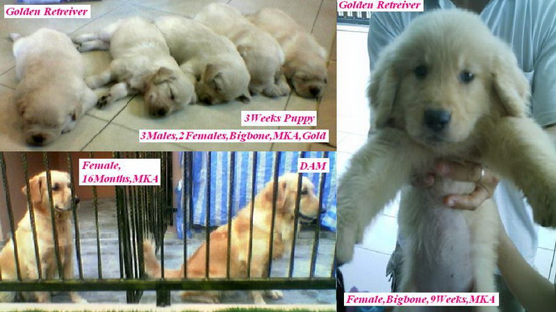golden retriever malaysia golden retriever malaysia dogs in our photo golden retriever malaysia golden retriever malaysia dogs in our photo