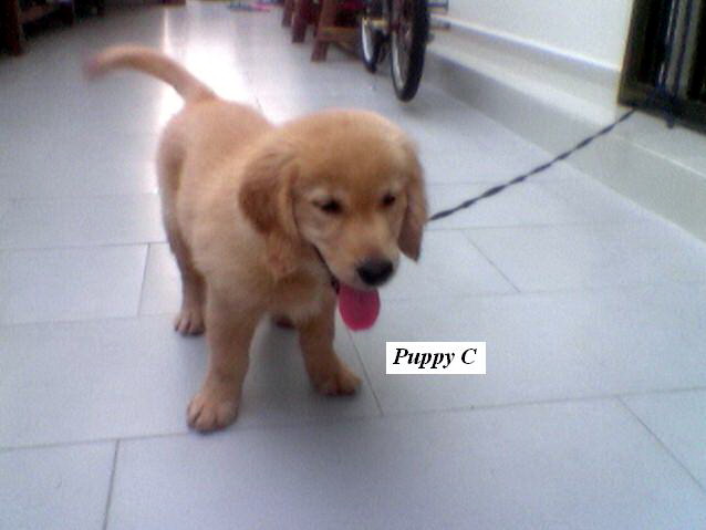 golden retriever car commercial golden retriever tv commercial malaysia and puppy portal commercial puppies golden retriever car commercial golden retriever tv commercial malaysia and puppy portal commercial puppies