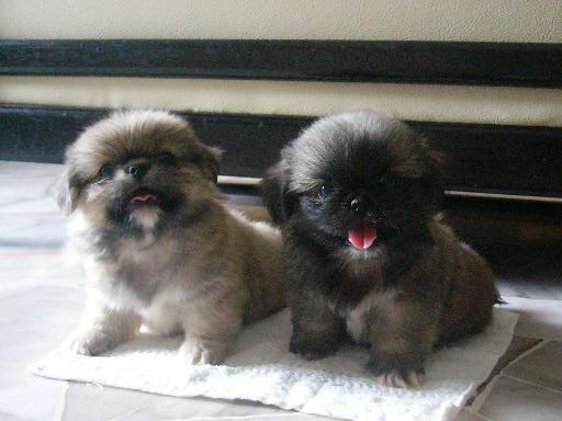 pekingese puppies for sale near me pekingese puppies for sale to home breeds picture pekingese puppies for sale near me pekingese puppies for sale to home breeds picture