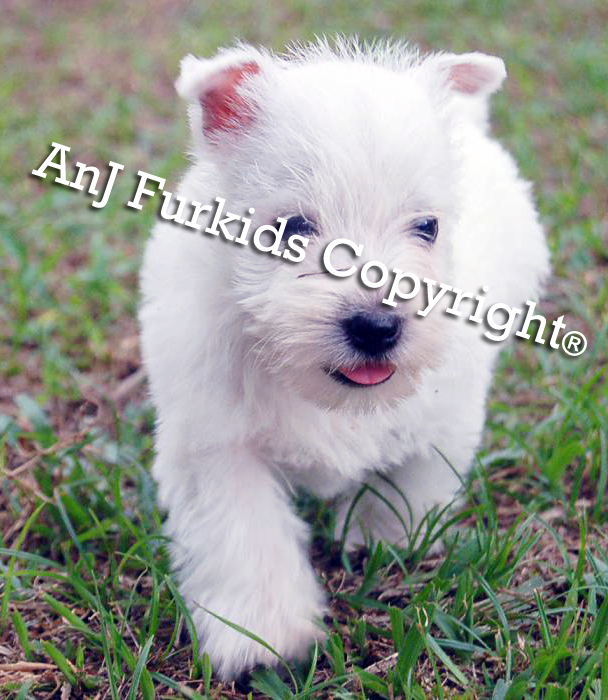 Dogs Lasix