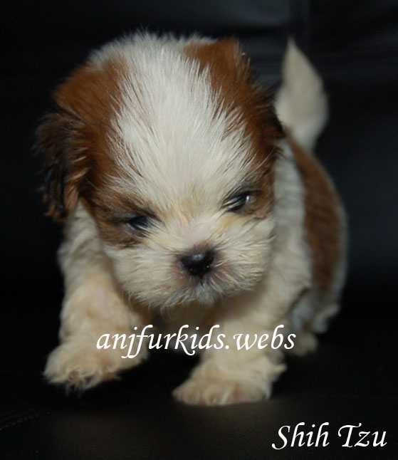 my shih tzu puppy growls at me malaysia and puppy portal commercial puppies for sale local fluffy my shih tzu puppy growls at me malaysia and puppy portal commercial puppies for sale local fluffy