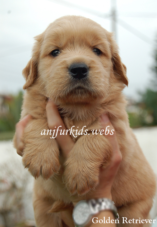local pug puppies for sale malaysia and puppy portal commercial puppies for sale local golden local pug puppies for sale malaysia and puppy portal commercial puppies for sale local golden