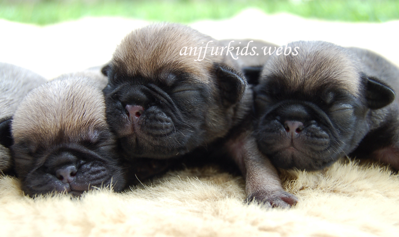 rottweiler puppies for sale in las vegas malaysia and puppy portal behavioral problems barking growling breeds picture rottweiler puppies for sale in las vegas malaysia and puppy portal behavioral problems barking growling breeds picture