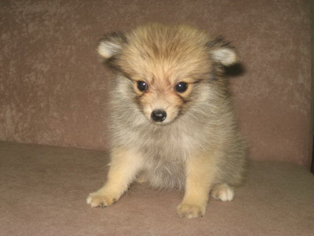 Dog Pomeranian For Sale In Malaysia Dog Pomeranian For Sale In Malaysia