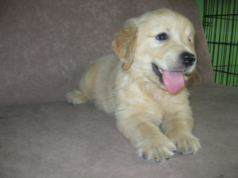 golden retriever pomeranian pomeranian golden retriever golden retriever pomeranian pomeranian golden retriever