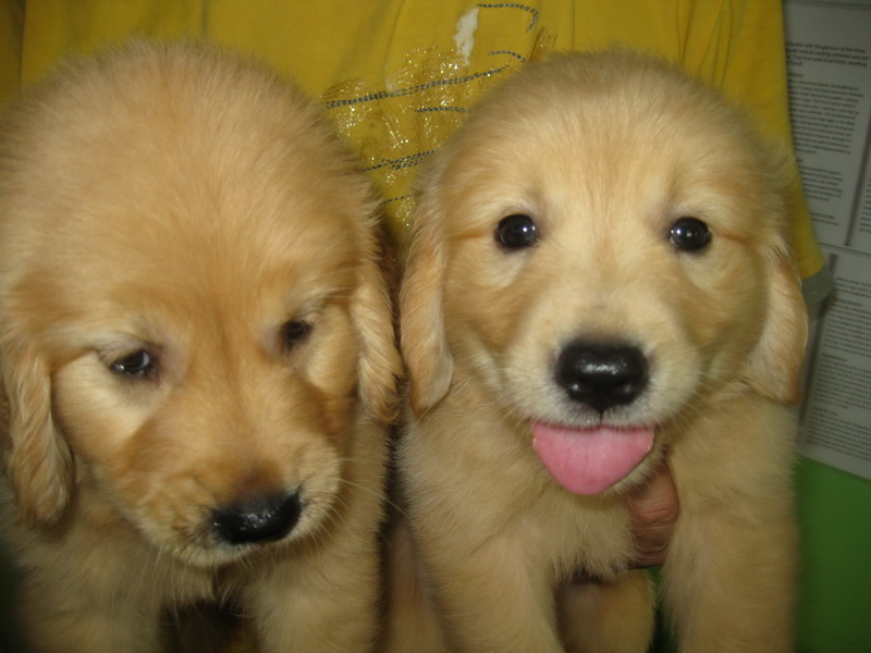 pomeranian and golden retriever mix for sale golden retriever puppies for sale malaysia breeds picture pomeranian and golden retriever mix for sale golden retriever puppies for sale malaysia breeds picture
