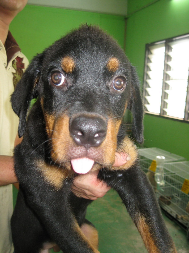 rottweiler puppies pittsburgh rottweiler calendar rottweiler calendar 2010 breeds picture rottweiler puppies pittsburgh rottweiler calendar rottweiler calendar 2010 breeds picture