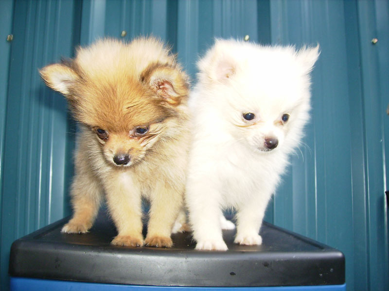 Pomeranian+shih+tzu+mix+puppies+for+sale