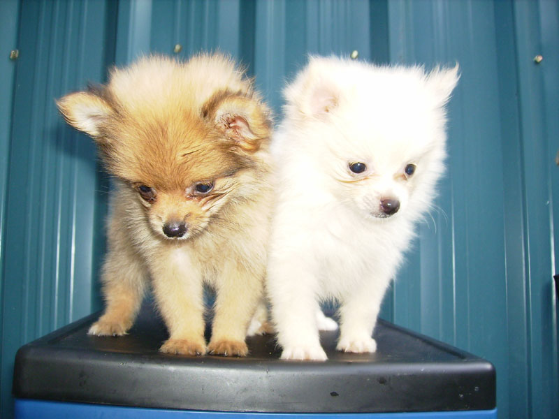 pomeranian and shih tzu mix puppies for sale pomeranian shih tzu mix puppies for sale pomeranian and shih tzu mix puppies for sale pomeranian shih tzu mix puppies for sale