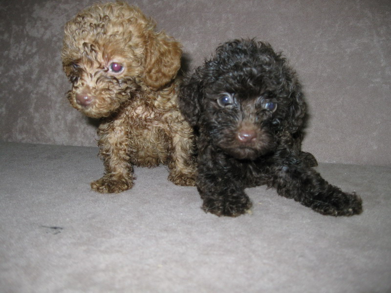 my shih tzu puppy growls at me malaysia and puppy portal commercial puppies for sale local pomeranian my shih tzu puppy growls at me malaysia and puppy portal commercial puppies for sale local pomeranian