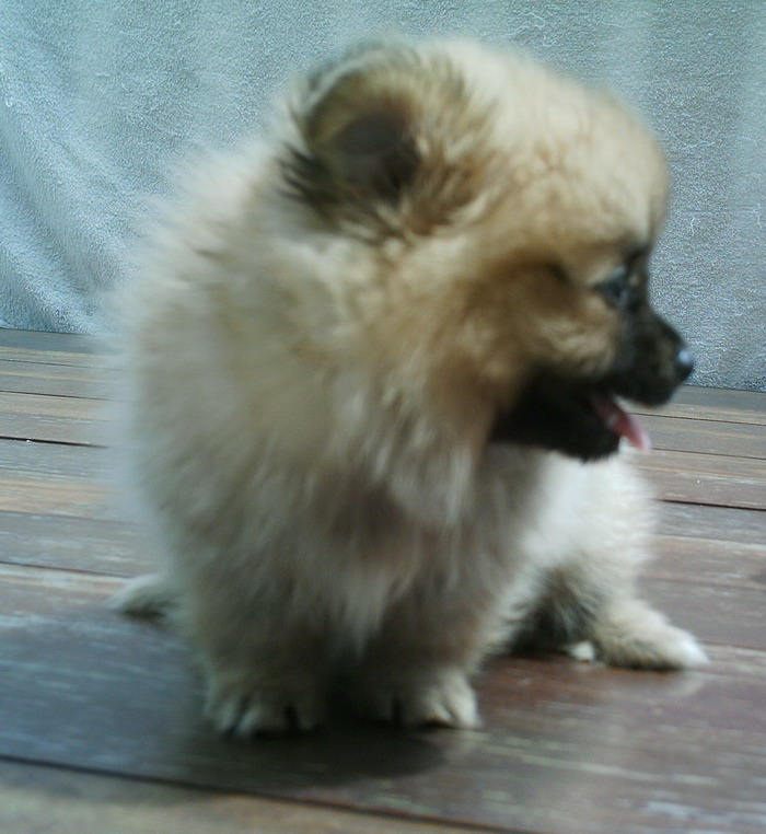 local pomeranians for sale pomeranian for sale local puppy breeders with pomeranian puppies breeds picture local pomeranians for sale pomeranian for sale local puppy breeders with pomeranian puppies breeds picture