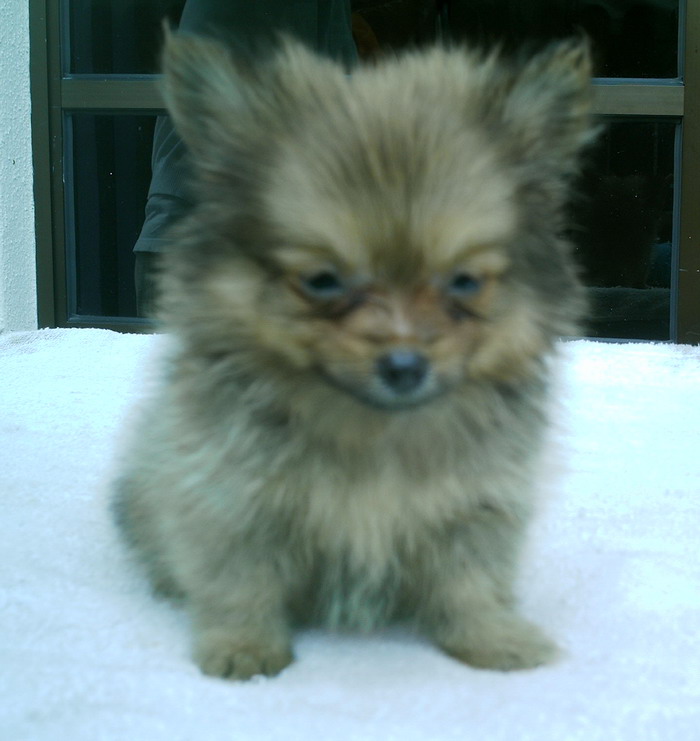 local pomeranians for sale pomeranian for sale local puppy breeders with pomeranian puppies breeds picture local pomeranians for sale pomeranian for sale local puppy breeders with pomeranian puppies breeds picture