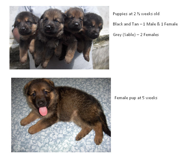 German Shepherd puppies and 12 months old female available