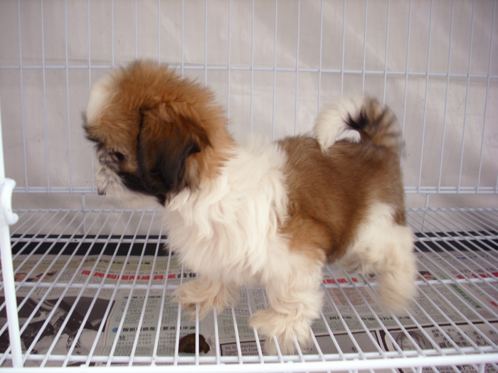 Shih+tzu+puppy+for+sale