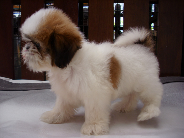 my shih tzu puppy growls at me malaysia and puppy portal commercial puppies for sale local shih tzu and my shih tzu puppy growls at me malaysia and puppy portal commercial puppies for sale local shih tzu and
