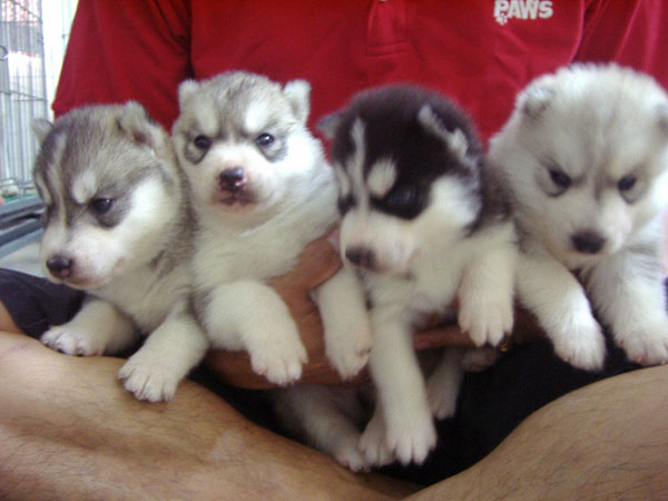 husky doodle puppies for sale local puppy breeders puppies for sale safely find upcomingcarshq husky doodle puppies for sale local puppy breeders puppies for sale safely find upcomingcarshq